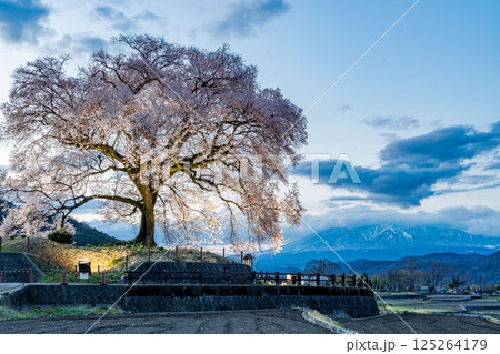 ライトアップされたわに塚の桜 ライトアップされたわに塚の桜 125264179