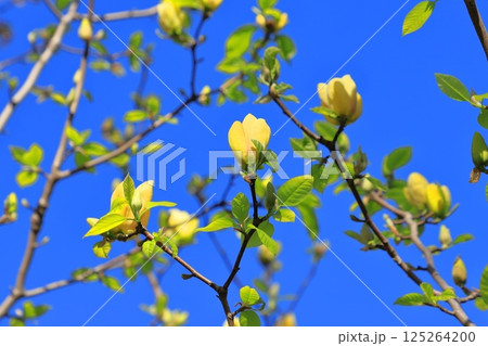 青空に咲く黄花木蓮（キバナモクレン）の花 125264200