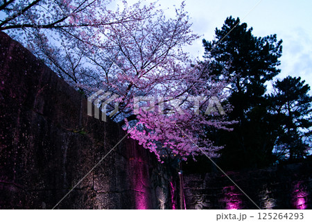 桜まつりで証明に照らされる和歌山城の石垣と桜 桜まつりで証明に照らされる和歌山城の石垣と桜 125264293