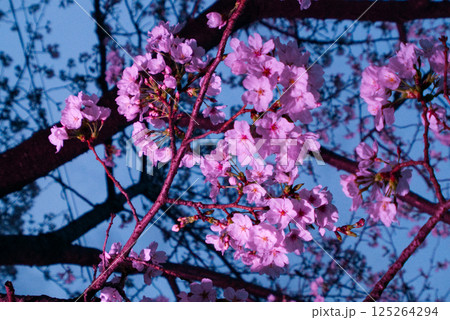 夜桜のズームアップ 125264294