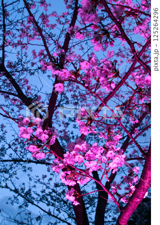 きれいなピンクにライトで色付けされた和歌山城の桜 125264296