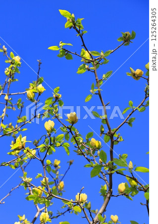 青空に咲く黄花木蓮(キバナモクレン)の花 青空に咲く黄花木蓮(キバナモクレン)の花 125264305