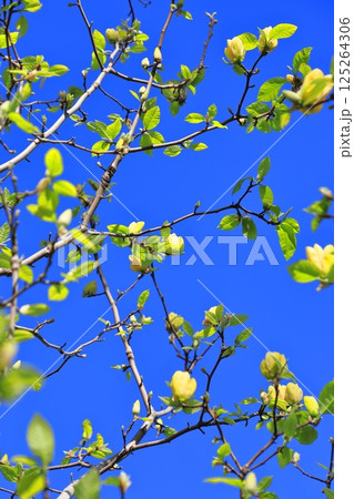 青空に咲く黄花木蓮(キバナモクレン)の花 青空に咲く黄花木蓮(キバナモクレン)の花 125264306