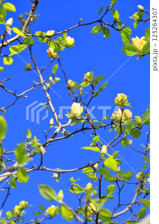 青空に咲く黄花木蓮(キバナモクレン)の花 青空に咲く黄花木蓮(キバナモクレン)の花 125264307