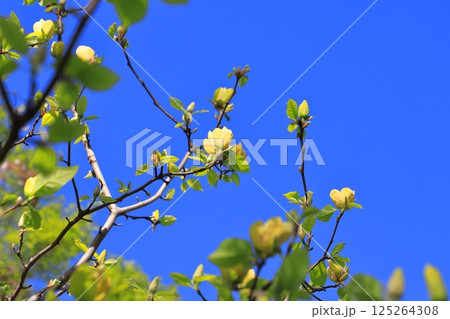 青空に咲く黄花木蓮(キバナモクレン)の花 青空に咲く黄花木蓮(キバナモクレン)の花 125264308