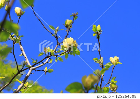 青空に咲く黄花木蓮(キバナモクレン)の花 青空に咲く黄花木蓮(キバナモクレン)の花 125264309