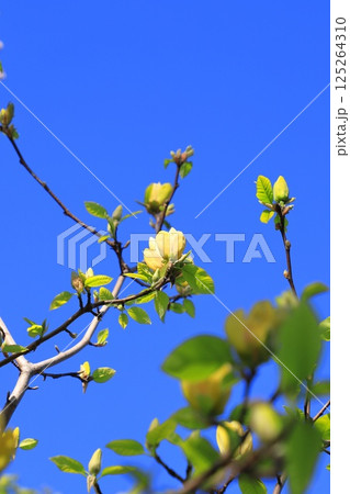 青空に咲く黄花木蓮(キバナモクレン)の花 青空に咲く黄花木蓮(キバナモクレン)の花 125264310