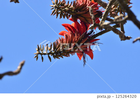 デイゴの花／沖縄県 125264320