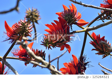デイゴの花／沖縄県 125264321