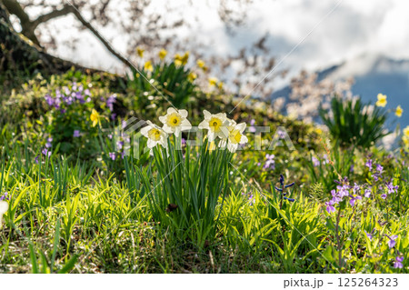 わに塚の一本桜 125264323