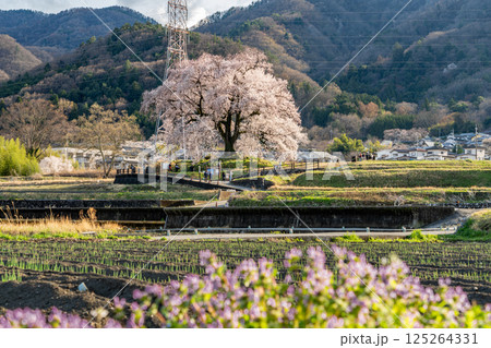 桜のある風景 わに塚の一本桜 桜のある風景 わに塚の一本桜 125264331