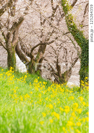 菜の花と桜のある風景 125264359