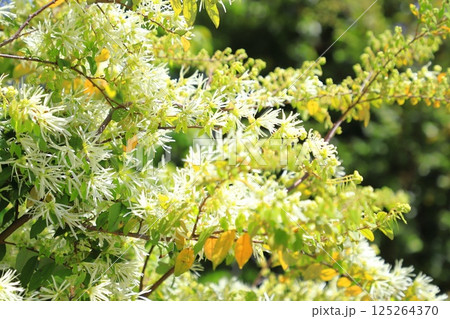 白い常盤満作（トキワマンサク）の花 125264370