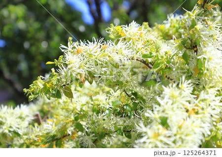 白い常盤満作（トキワマンサク）の花 125264371