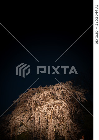 ライトアップされた枝垂れ桜 125264431