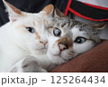驚愕の事実を聞かされた2匹の猫 125264434