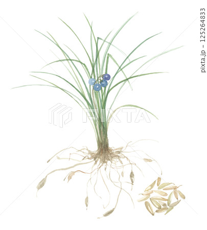 水彩で描いたジャノヒゲ　麦門冬　バクモンドウ 125264833