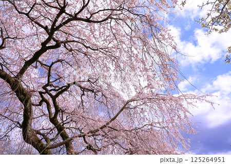 岩屋寺の桜　(京都山科) 125264951