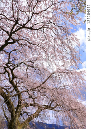 岩屋寺の桜 (京都山科) 岩屋寺の桜 (京都山科) 125264952
