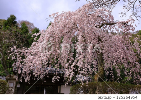 岩屋寺の桜　(京都山科) 125264954