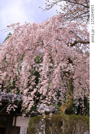 岩屋寺の桜　(京都山科) 125264955