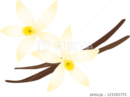 バニラビーンズとバニラの花のイラスト 125265755