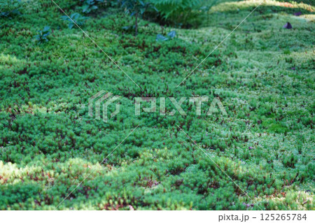 地面を覆う緑の苔 125265784