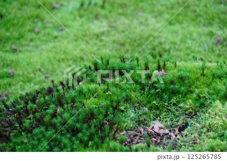 苔の生えた地面 苔の生えた地面 125265785