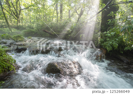 森の清流がキラキラ輝く風景 大山木谷沢渓流 森の清流がキラキラ輝く風景 大山木谷沢渓流 125266049