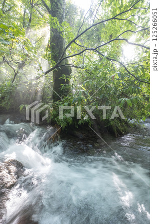 森の清流がキラキラ輝く風景 大山木谷沢渓流 森の清流がキラキラ輝く風景 大山木谷沢渓流 125266051