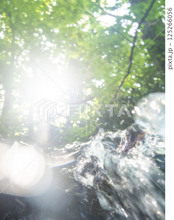 森の清流がキラキラ輝く風景　大山木谷沢渓流 125266056