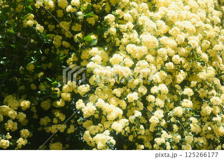 春の黄木香モッコウバラ 春の黄木香モッコウバラ 125266177