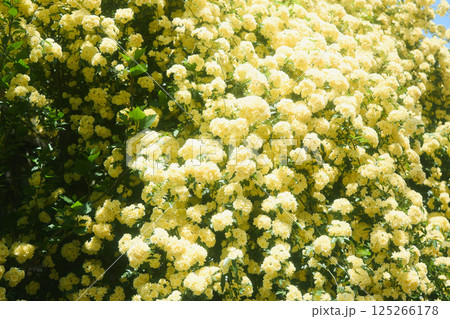 春の黄木香モッコウバラ 125266178