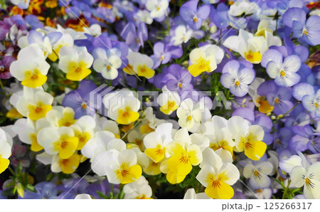 華やかなビオラの写真 125266317