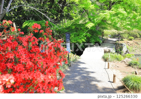 六義園 「渡月橋」 六義園 「渡月橋」 125266330