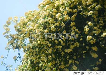 春の黄木香モッコウバラ 春の黄木香モッコウバラ 125266352