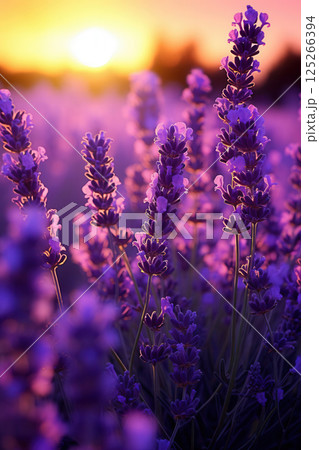 Ai generated Lavender flowers blooming in a field at sunset Ai generated Lavender flowers blooming in a field at sunset 125266394