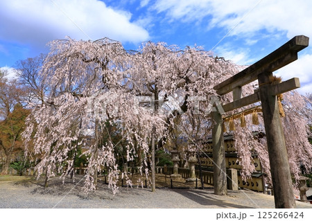大石神社の桜 (京都山科) 大石神社の桜 (京都山科) 125266424