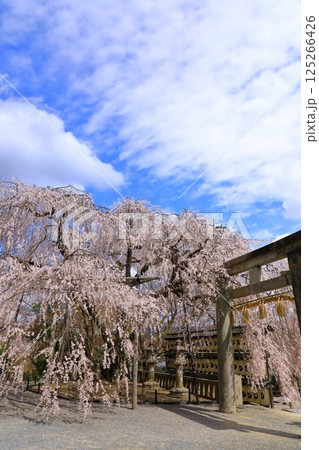 大石神社の桜　(京都山科) 125266426
