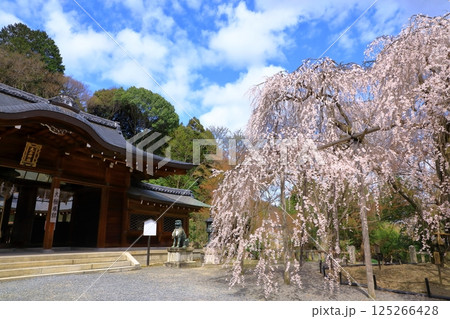 大石神社の桜 (京都山科) 大石神社の桜 (京都山科) 125266428