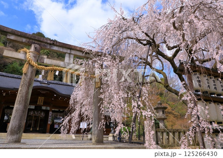 大石神社の桜 (京都山科) 大石神社の桜 (京都山科) 125266430