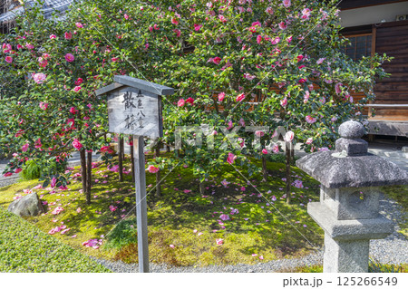 京都 昆陽山地蔵院椿寺 五色八重散椿 京都 昆陽山地蔵院椿寺 五色八重散椿 125266549