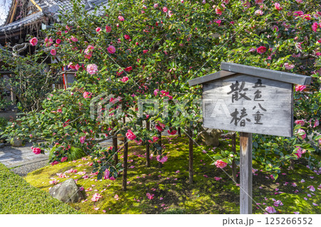 京都 昆陽山地蔵院椿寺 五色八重散椿 京都 昆陽山地蔵院椿寺 五色八重散椿 125266552
