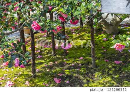 京都　昆陽山地蔵院椿寺　五色八重散椿 125266553