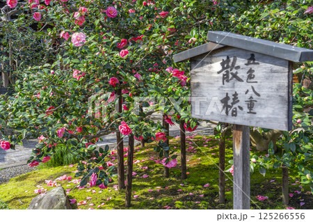 京都　昆陽山地蔵院椿寺　五色八重散椿 125266556