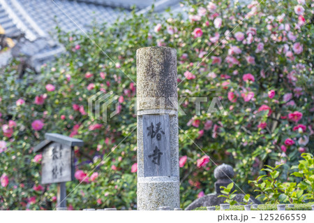 京都 昆陽山地蔵院椿寺 五色八重散椿 京都 昆陽山地蔵院椿寺 五色八重散椿 125266559