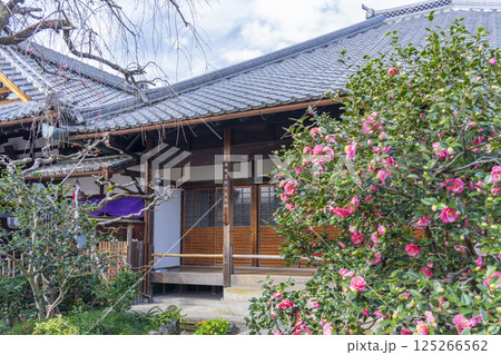 京都　地蔵院椿寺　五色八重散椿 125266562