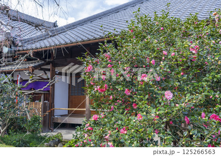 京都 地蔵院椿寺 五色八重散椿 京都 地蔵院椿寺 五色八重散椿 125266563
