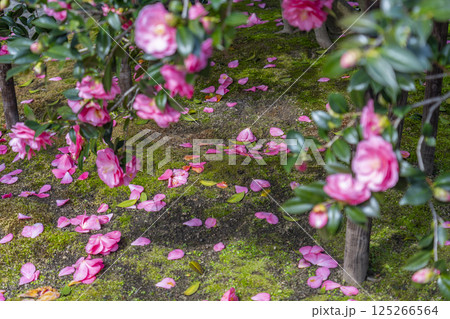京都 地蔵院椿寺 五色八重散椿 京都 地蔵院椿寺 五色八重散椿 125266564