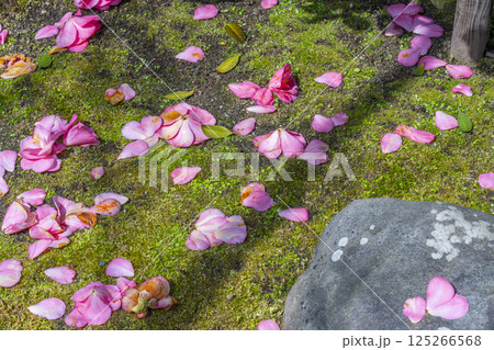 京都 地蔵院椿寺 五色八重散椿 京都 地蔵院椿寺 五色八重散椿 125266568
